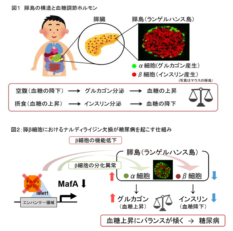 血糖調節の新たなメカニズムの解明 京都大学