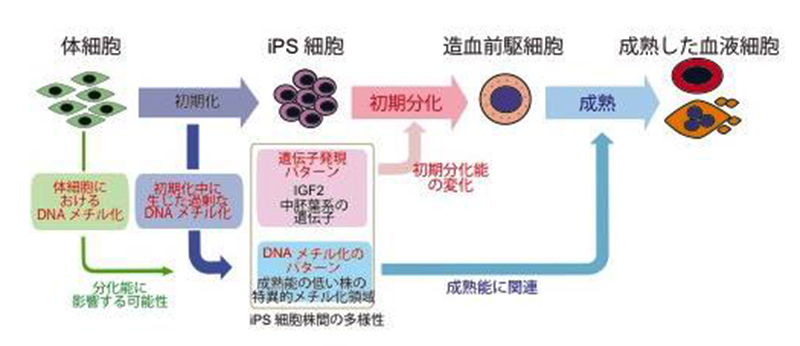 エピ ジェネ ティクス