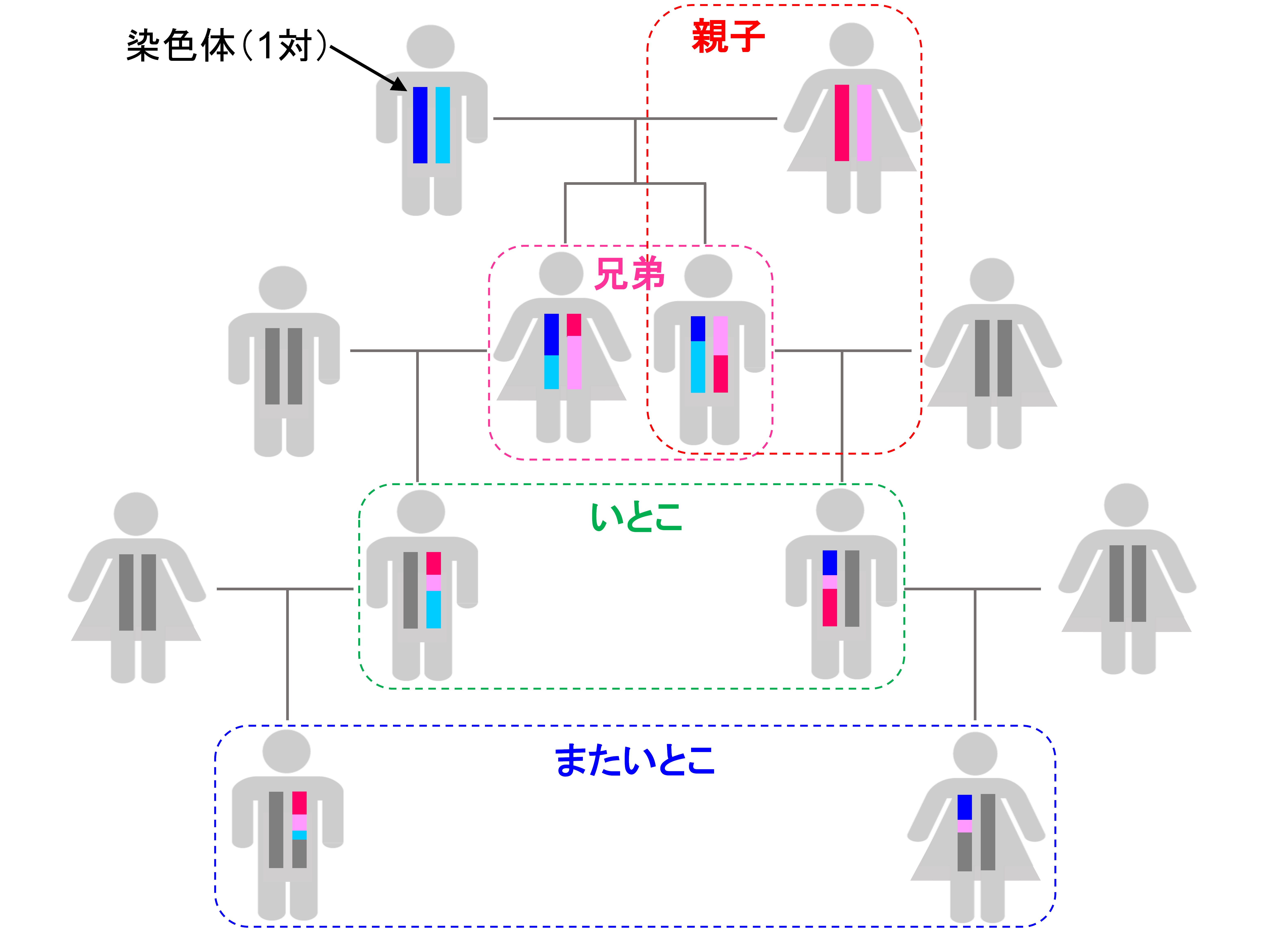 Dnaで またいとこ がわかる 新しい血縁判定法の開発 京都大学