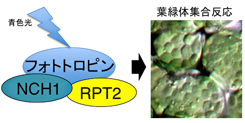 葉緑体が光に集まる反応を制御する新たな因子の発見 京都大学