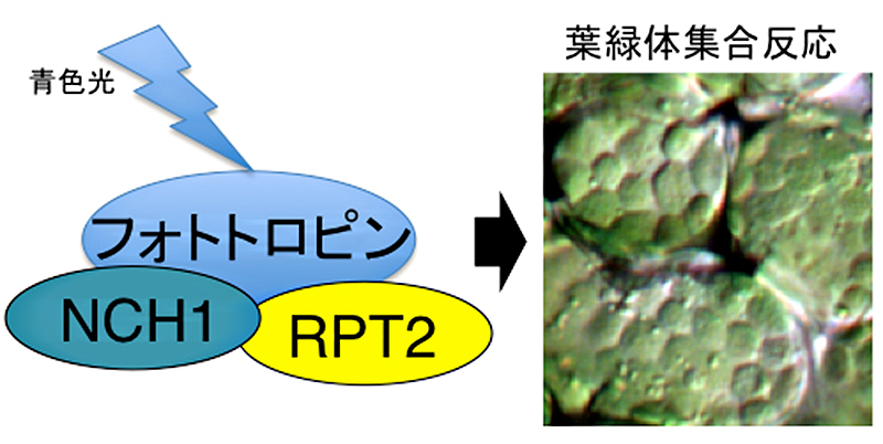 葉緑体が光に集まる反応を制御する新たな因子の発見