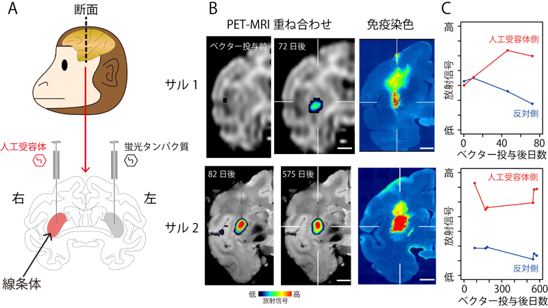 脳内に「やる気」のスイッチ、目で見て操作 －霊長類の生体脳で人工受容体を画像化する技術を確立、高次脳機能研究の飛躍的な進展に期待－