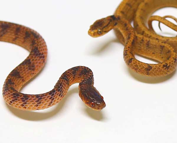 カタツムリ食をやめたヘビは歯並びが良い 歯の本数における左右非対称性は エサの違いで進化する 京都大学