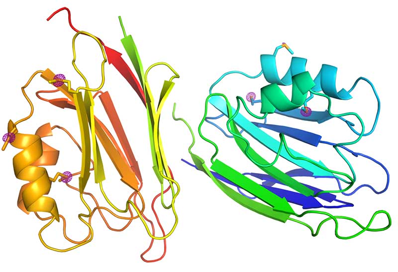 SACLAの得意とするX線波長でタンパク質微結晶の新規構造解析に成功 | 京都大学