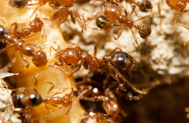 ウイルス感染がヒアリを「拒食症」にすることを解明