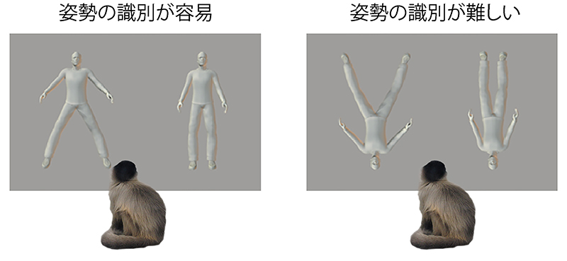 サルがヒトと同様の身体姿勢の知覚様式をもつことを解明しました