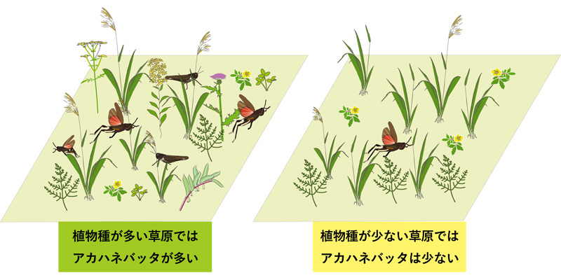 多様な植物を食べるジェネラリストも絶滅危惧種になりうることを解明 環境省絶滅危惧ia類のアカハネバッタを例として 京都大学