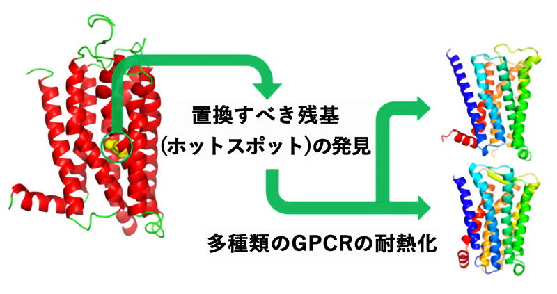 多くの創薬標的受容体(GPCR)を耐熱化する共通の方法を発見