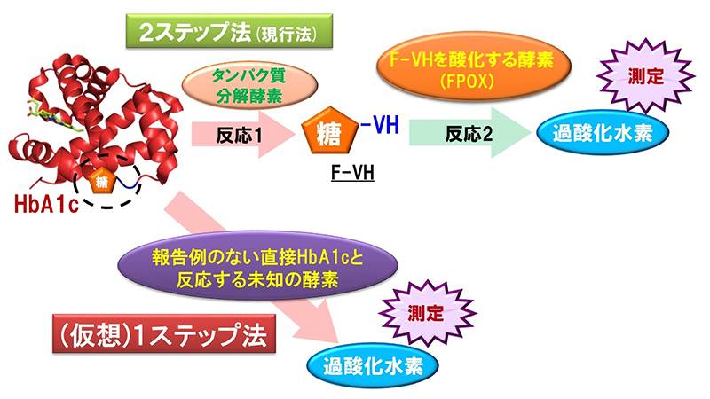 は ヘモグロビン a1c と HbA1c(ヘモグロビンエーワンシー)とは？基準値とコントロール方法を徹底解説