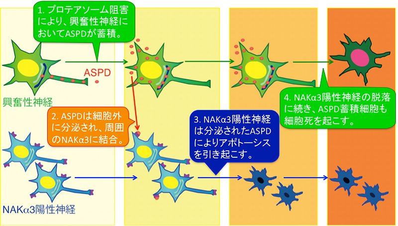 アルツハイマー病の神経毒性物質の形成と伝搬機構を解明