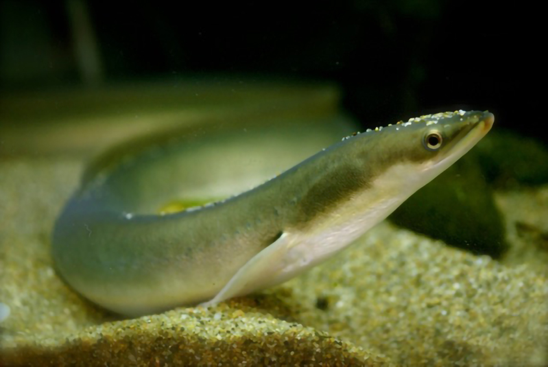 水1Lの分析で絶滅危惧種ニホンウナギの河川内分布を把握できることを明らかにしました