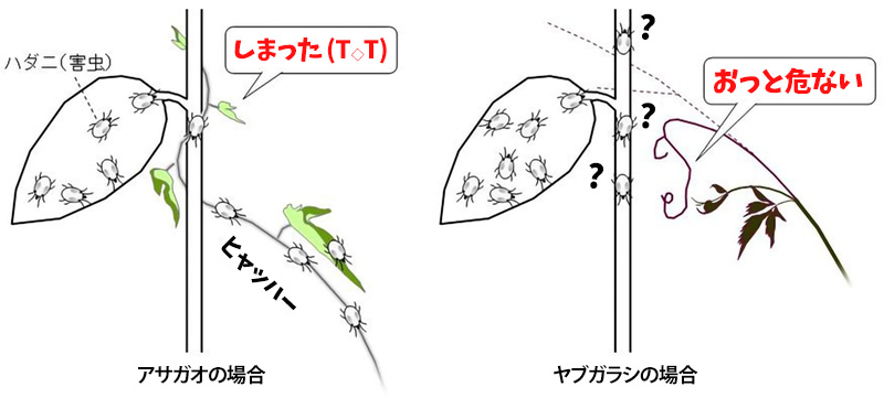 つる草はハダニがいる植物には巻き付かないことを発見