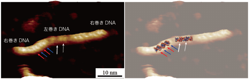 左巻きDNAの2重らせん構造の直接可視化に成功
