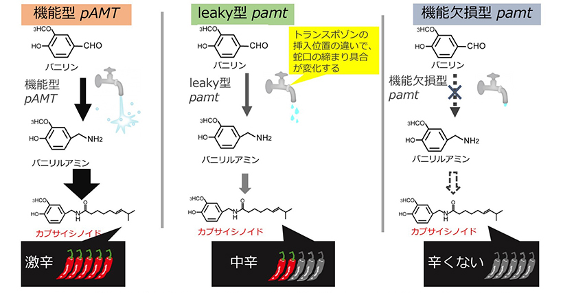 トウガラシの辛味レベルを変化させる遺伝子変異を発見～激辛・中辛・辛くないを作り分ける～