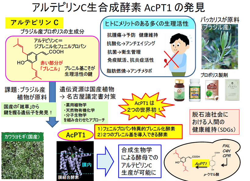 アルテピリンC合成酵素の発見とその生産～雑草の遺伝子から生理活性物質の生産へ～