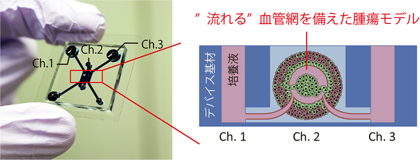 腫瘍組織への血流を介した薬剤評価チップを開発 ～オンチップ血管網を利用した新規腫瘍モデル～