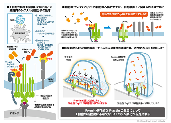 運転中の糖尿病早期警告システムとしてのAIモデル(AI model as diabetes early warning system when  driving) | テック・アイ生命科学