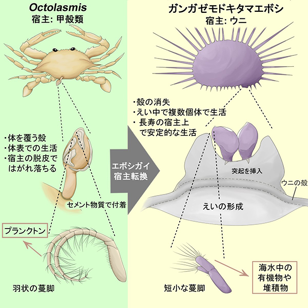 ウニの殻に癭を作るエボシガイの生態と進化史を解明 京都大学