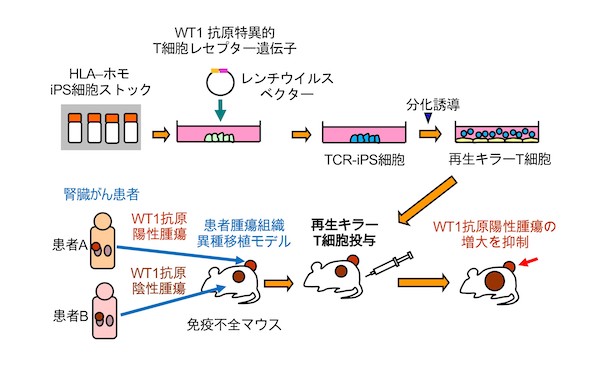 ヒトips細胞から再生したキラーt細胞の固形がんモデルにおける治療効果を確認 汎用性t細胞製剤の臨床応用に向けて一歩前進 京都大学