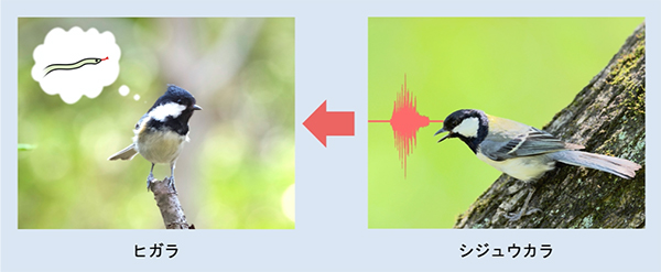ヒガラはシジュウカラの警戒声から天敵の姿をイメージできることを解明～鳥類における他言語理解～