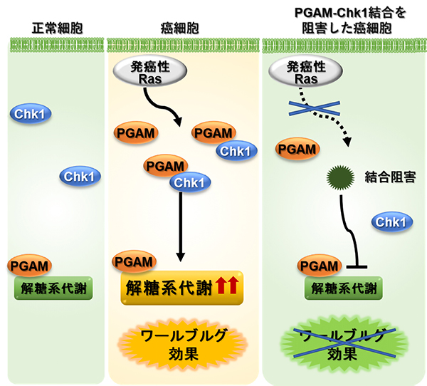 グリセリン 酸 ホスホ