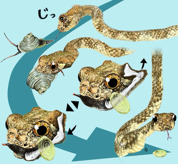 ヘビが顎をノコギリのように使うことを発見 －ボルネオ島での爬虫両生類の生態調査で－