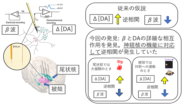 殻 機能 被