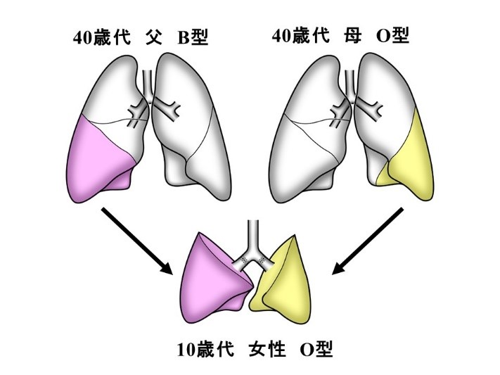 文章を入れてください