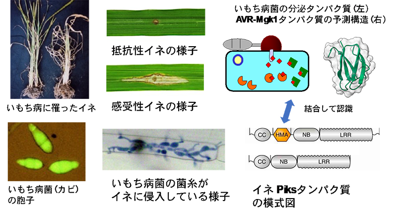 文章を入れてください