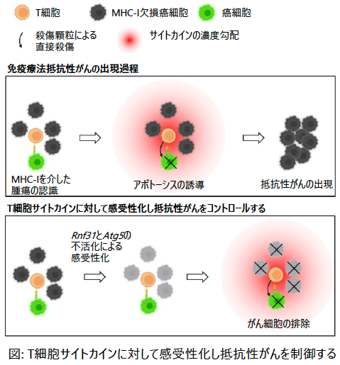 文章を入れてください