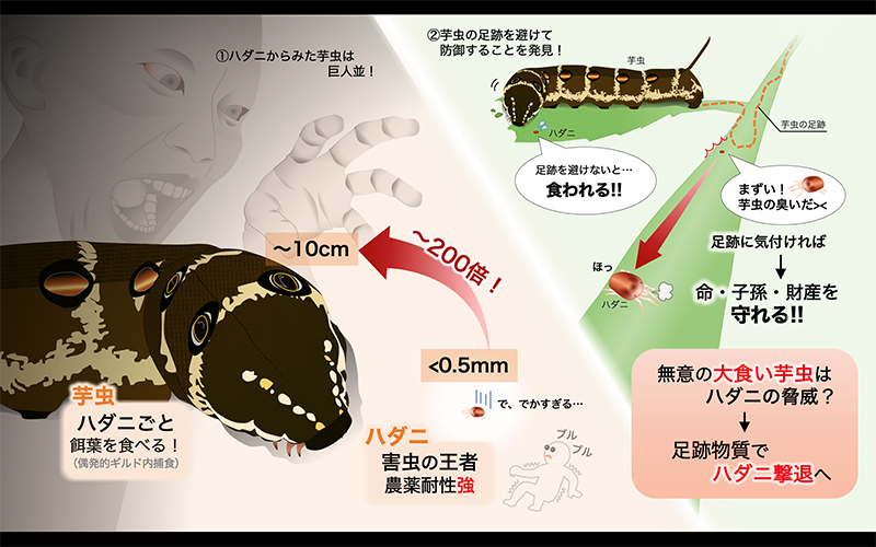 文章を入れてください