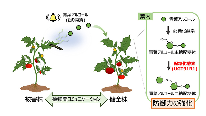 文章を入れてください