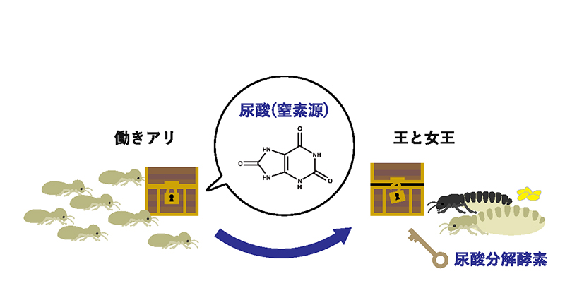 文章を入れてください