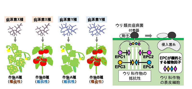 文章を入れてください