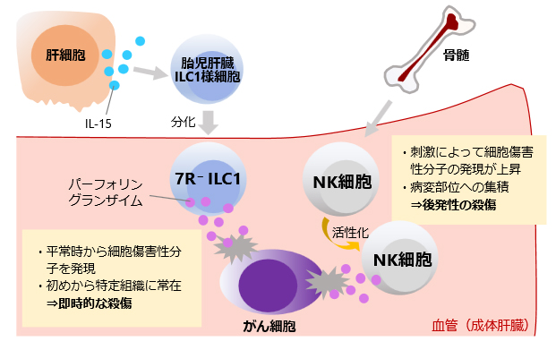 文章を入れてください