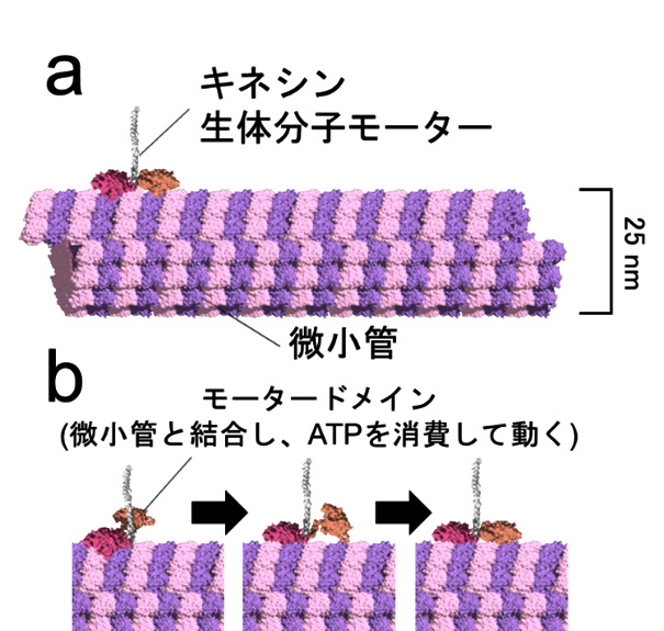 (a)キネシン生体分子モーターと微小管の模式図、(b)微小管上をキネシンが２足歩行する様子を示した模式図。