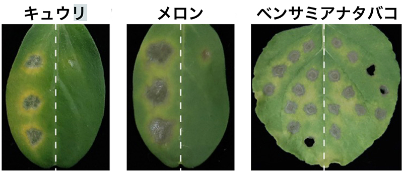 文章を入れてください