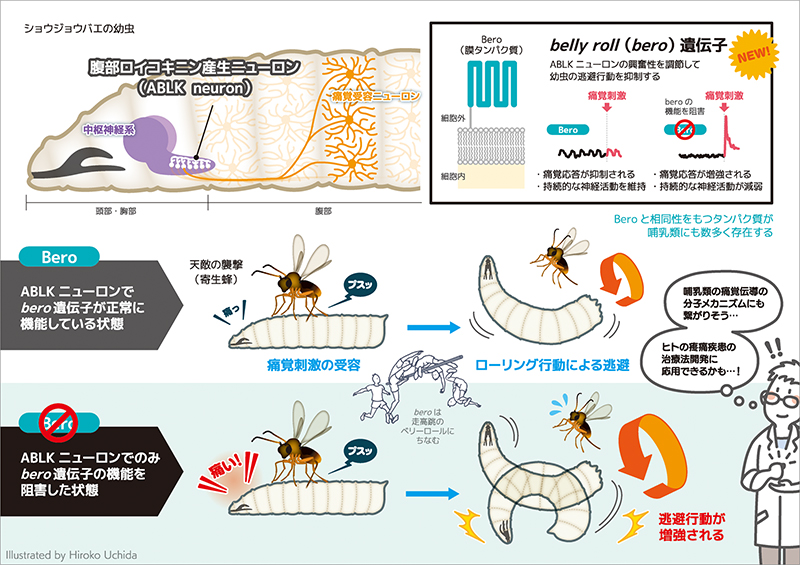 文章を入れてください