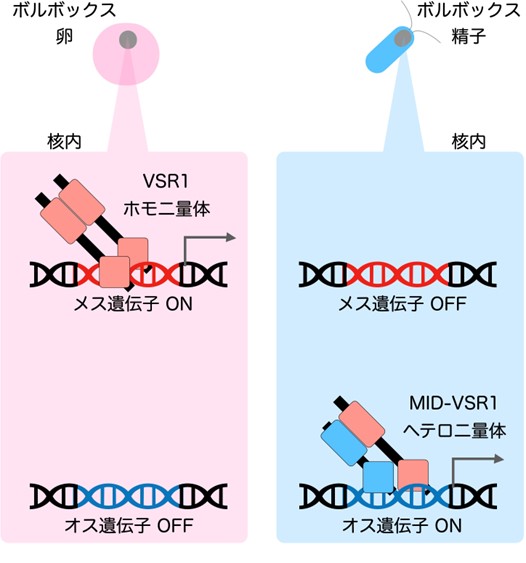 文章を入れてください