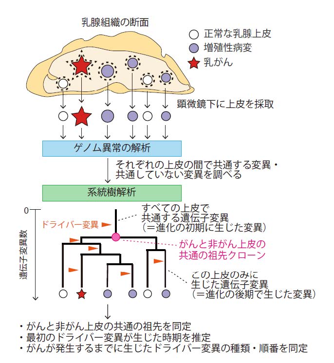 乳がんの進化の歴史を解明するための系統樹解析