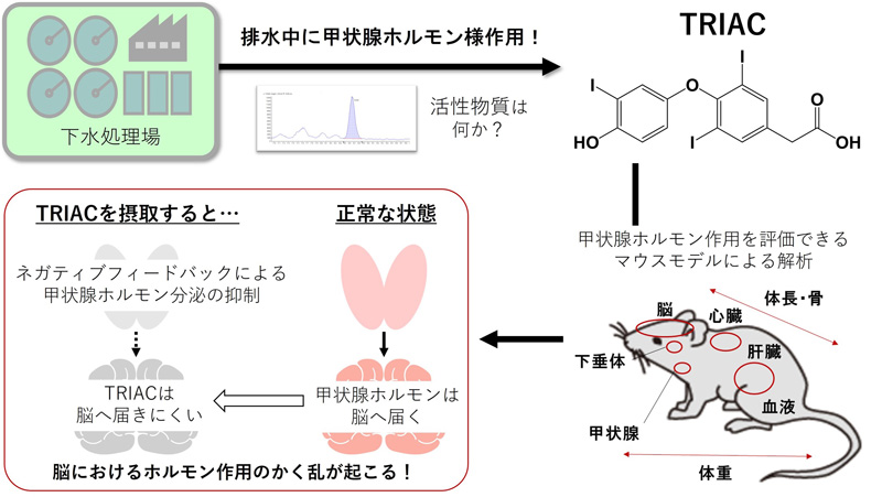 文章を入れてください