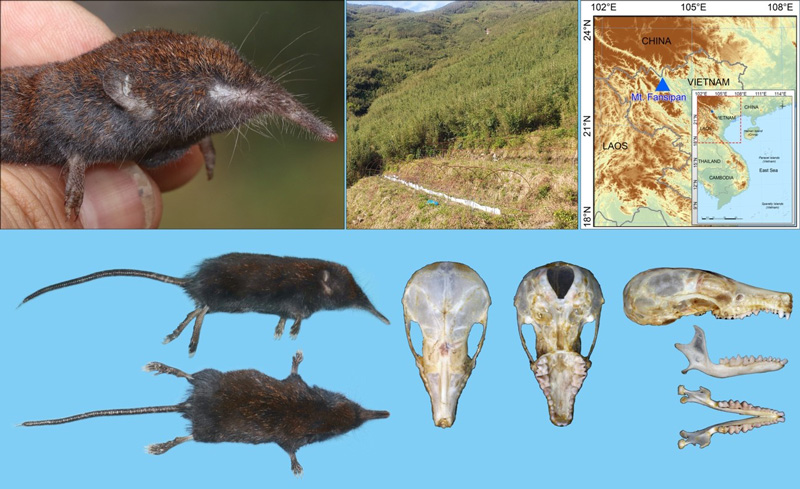 モグラ科の新種をベトナム最高峰で発見～地表性モグラ類ミミヒミズの進化に迫る～