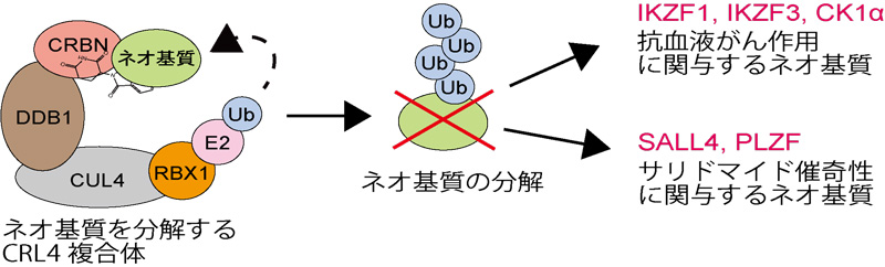 文章を入れてください