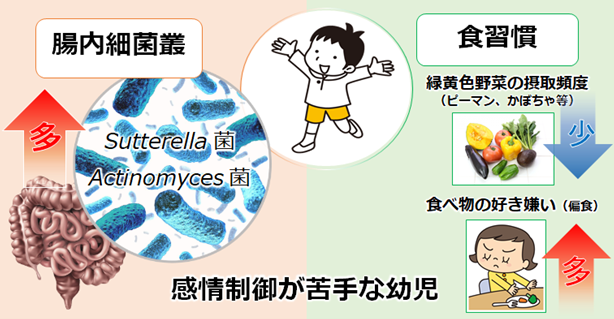 幼児期の感情制御は腸内細菌叢と関係する～腸内細菌叢を活用した新たな発達支援を目指して～