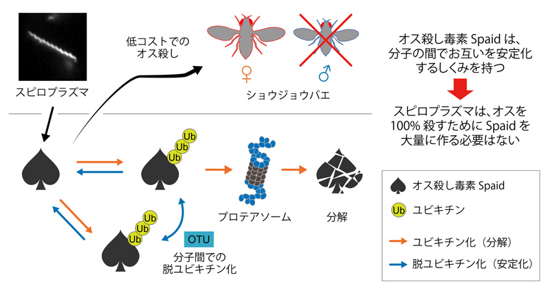 文章を入れてください