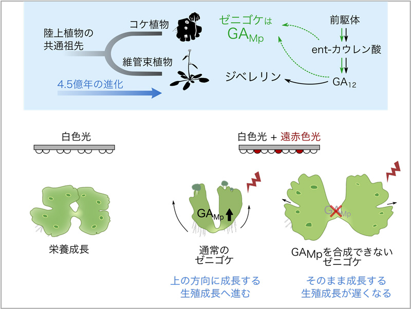 文章を入れてください