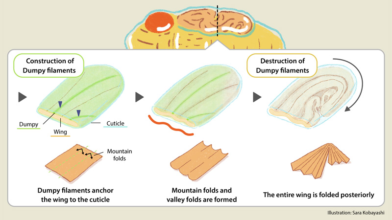 Construction and destruction of Dumpy filaments in Drosophila wing