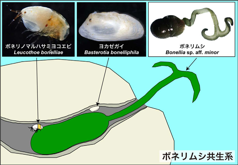 文章を入れてください