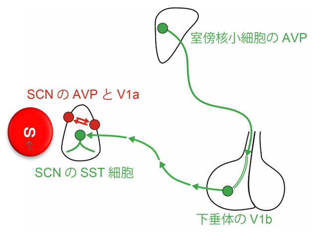 文章を入れてください