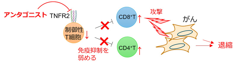 文章を入れてください